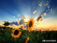 中卫市智悦商贸有限公司