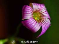 中卫市智悦商贸有限公司