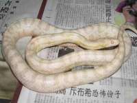 中卫市智悦商贸有限公司